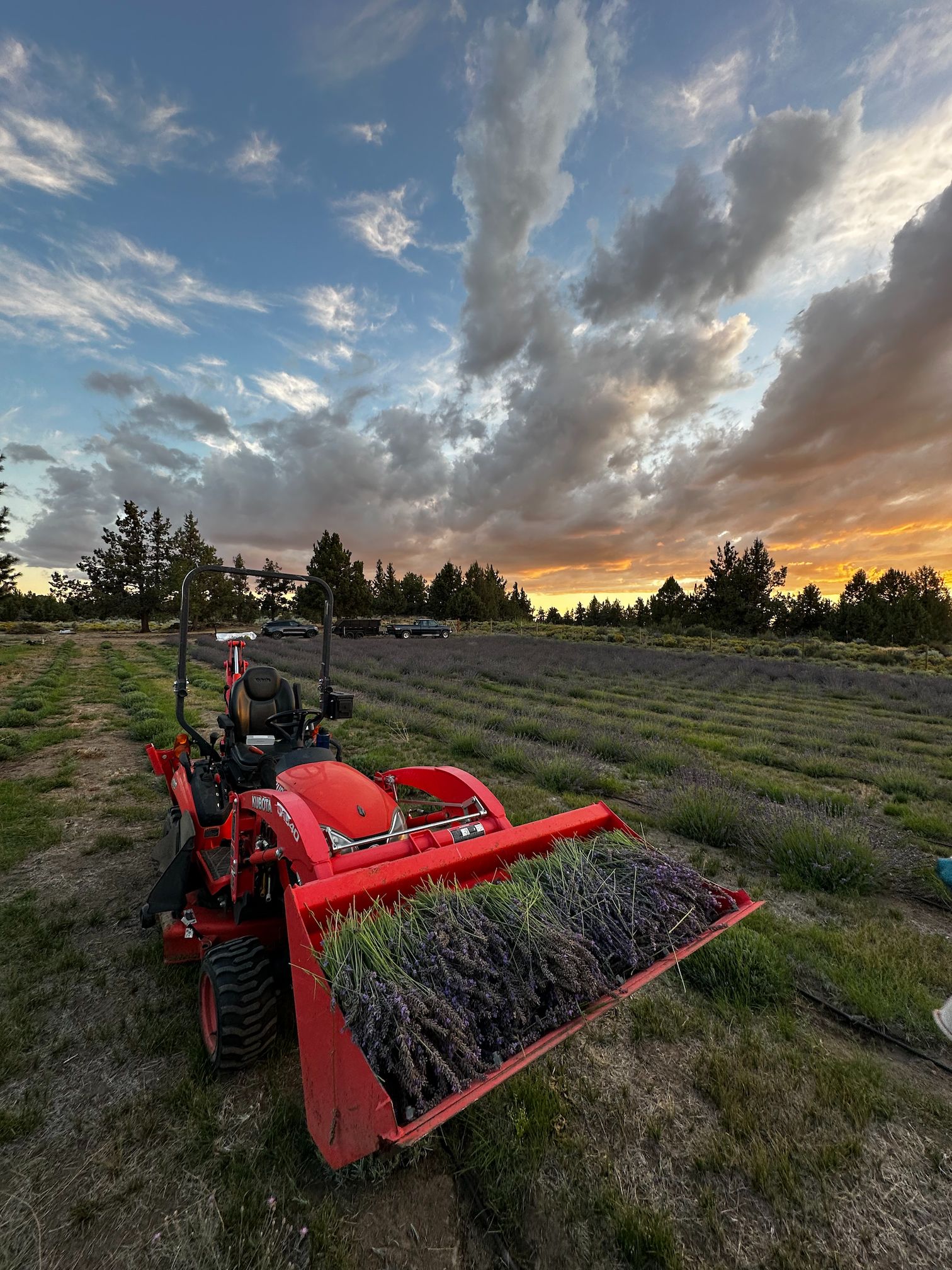 Lavender harvesting